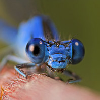 Pictures of Bugs: Damsel