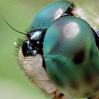 Pictures of Bugs: DragonFly Eye