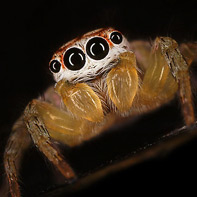 Pictures of Bugs: Garden Spider