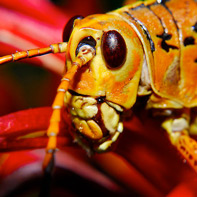 Pictures of Bugs: Grasshopper