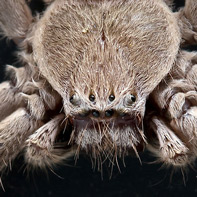 Pictures of Bugs: Huntsman