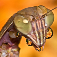 Pictures of Bugs: Rain Mantis