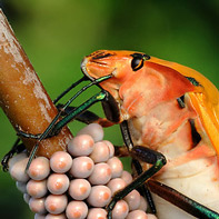 Pictures of Bugs: Super Nanny