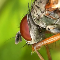 Pictures of Bugs: Whiskers